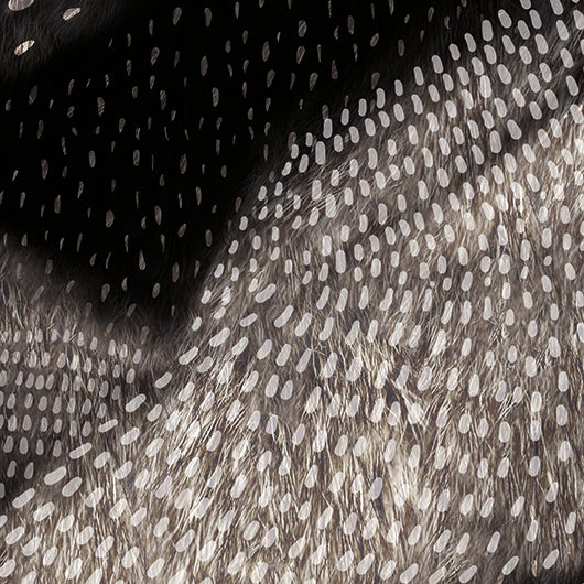 GIANT ANTEATER – High-quality paper print. (Frame not included)